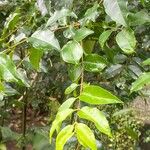 Ligustrum robustum Folha