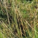 Juncus effusus Ravina