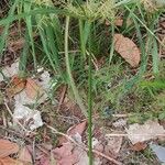 Cyperus haspan Blatt