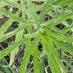 Erigeron bonariensis Leaf