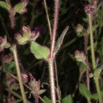 Mirabilis laevis Azala