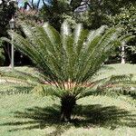 Cycas circinalis Ліст