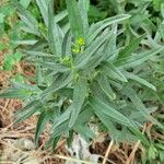 Lithospermum ruderale Foglia