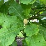 Magnolia ashei Плод