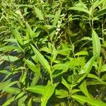 Persicaria punctata Fiore