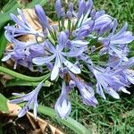 Agapanthus africanusBlomma