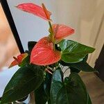 Anthurium nymphaeifolium Fulla