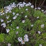 Argyranthemum haouarytheum