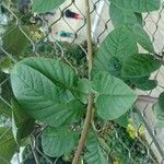 Cobaea scandens Leaf