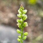 Polygala paniculata Цвят