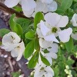 Exochorda × macrantha Flower