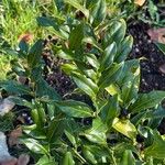 Sarcococca hookeriana Staniste