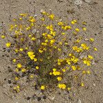 Eschscholzia glyptosperma ᱛᱟᱦᱮᱸ