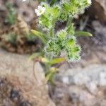 Cryptantha pterocaryaफूल