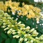 Adenanthera pavonina Blüte