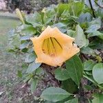 Solandra grandiflora Õis