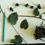 Anredera cordifolia その他の提案