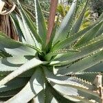 Aloe × caesia ᱥᱟᱠᱟᱢ