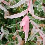 Salix integra Leaf