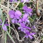 Viola aethnensis Fiore