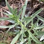Echium brevirame List