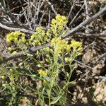 Lepidium jaredii Хабит