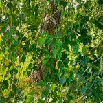 Betula pubescens Bark