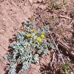 Cymopterus longipes