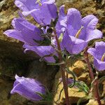 Campanula speciosa Flower
