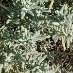 Teucrium dunense List