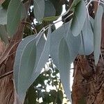 Eucalyptus polyanthemos Лист