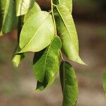 Detarium macrocarpum Blatt