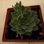 Echeveria uhlii Hoja
