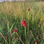 Sanguisorba officinalisKvět