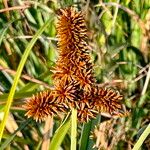 Cyperus ligularis Blomst