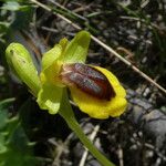 Ophrys lutea 花