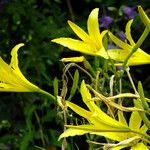 Hemerocallis citrina Цветок