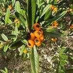 Pyracantha angustifolia Fruit