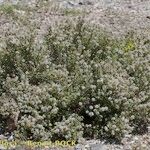 Thymus baeticus 整株植物