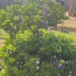 Brunfelsia pauciflora Yaprak