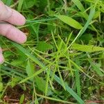 Paspalum repens Hoja