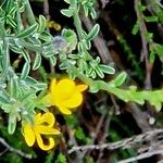 Genista pilosa ശീലം