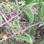 Ximenia caffra Leaf