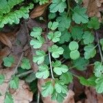 Cardamine graeca Feuille