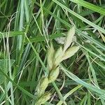 Carex divulsa Fruto