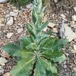 Verbascum boerhavii Yaprak