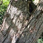 Crataegus douglasii Bark