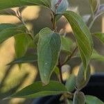 Cornus drummondii Blatt