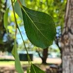 Populus simonii Foglia