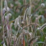 Setaria viridis Blüte